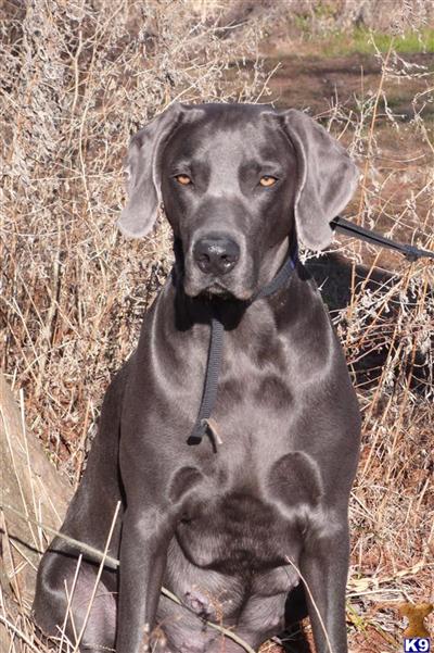 Weimaraner Puppies for Sale